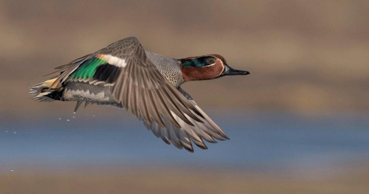 Most commonly hunted migratory birds in Pennsylvania | State