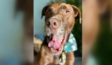 From arthritic pain to playful again: New treatment gives dogs a second chance | Allentown Area