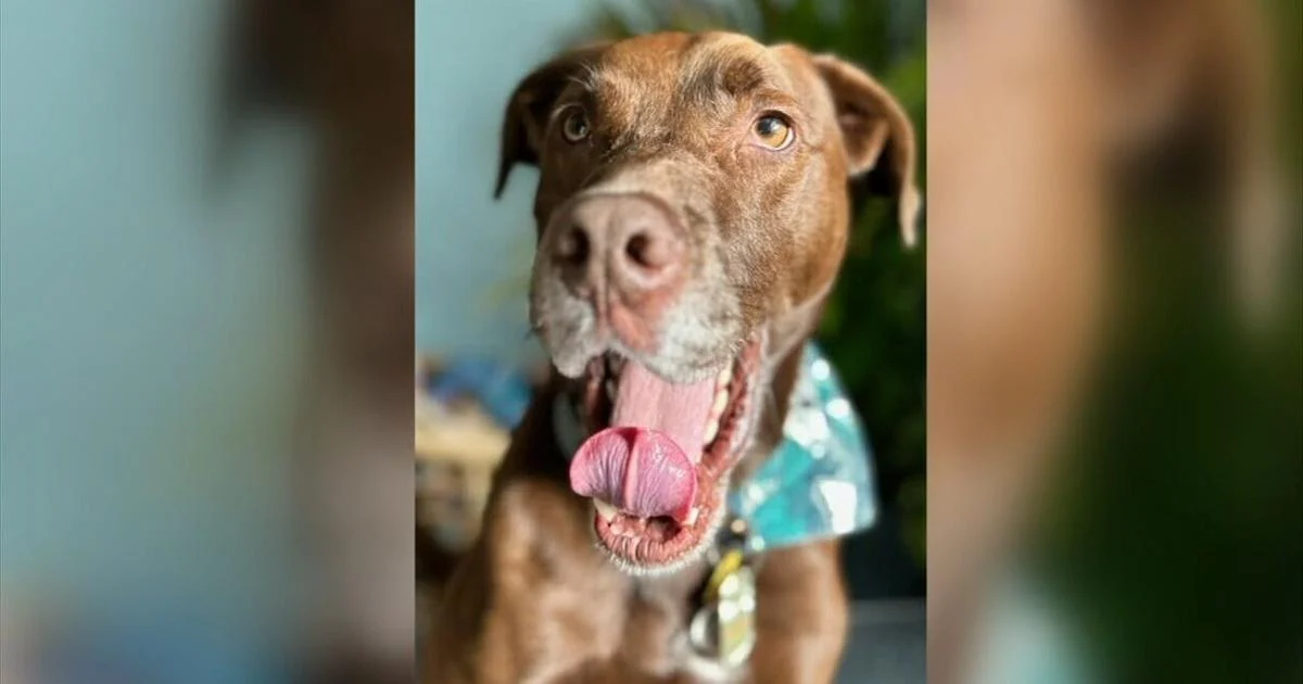 From arthritic pain to playful again: New treatment gives dogs a second chance | Allentown Area