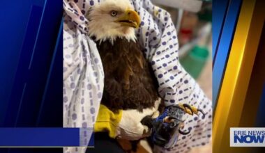 The Tamarack Wildlife Center Has Two New Patients, One in Serious Condition. | Local News