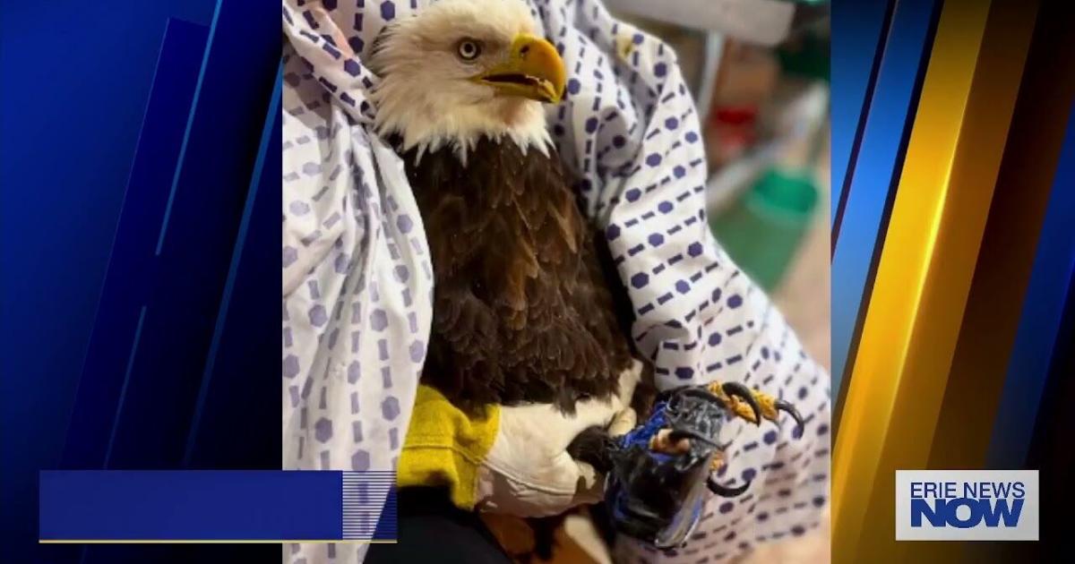 The Tamarack Wildlife Center Has Two New Patients, One in Serious Condition. | Local News