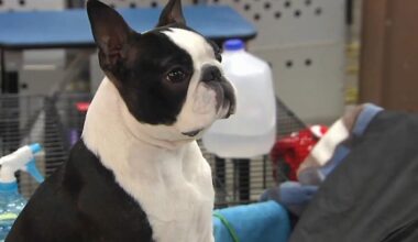 1,400 dogs compete in Allentown show, supporting domestic violence shelters that accept pets | Allentown Area