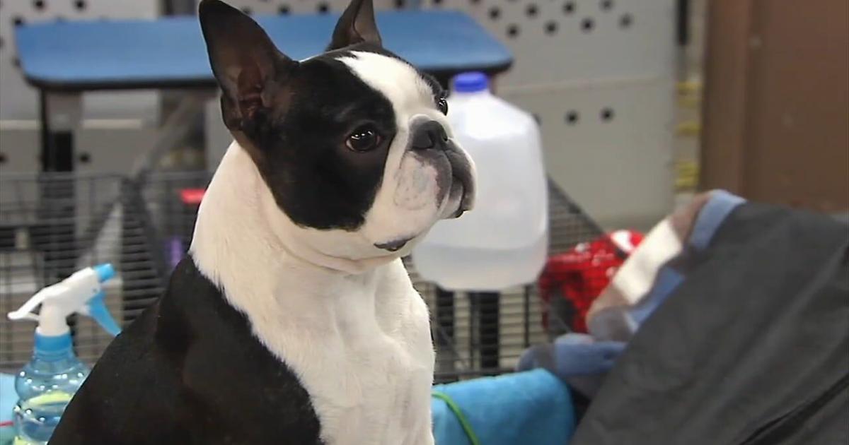 1,400 dogs compete in Allentown show, supporting domestic violence shelters that accept pets | Allentown Area