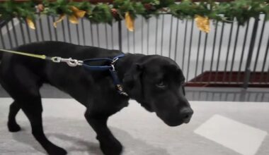 New arson detection dog, 'Bernadine,' introduced by Reading Fire Marshal's Office | Berks Regional News