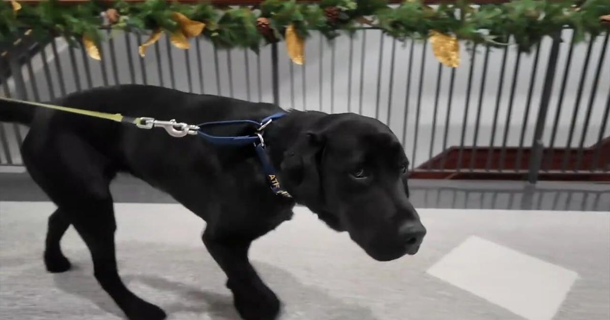 New arson detection dog, 'Bernadine,' introduced by Reading Fire Marshal's Office | Berks Regional News