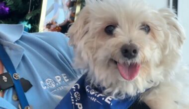 Lehigh Valley International Airport (ABE) celebrates 10 years of canine therapy with furry flight crew | Allentown Area
