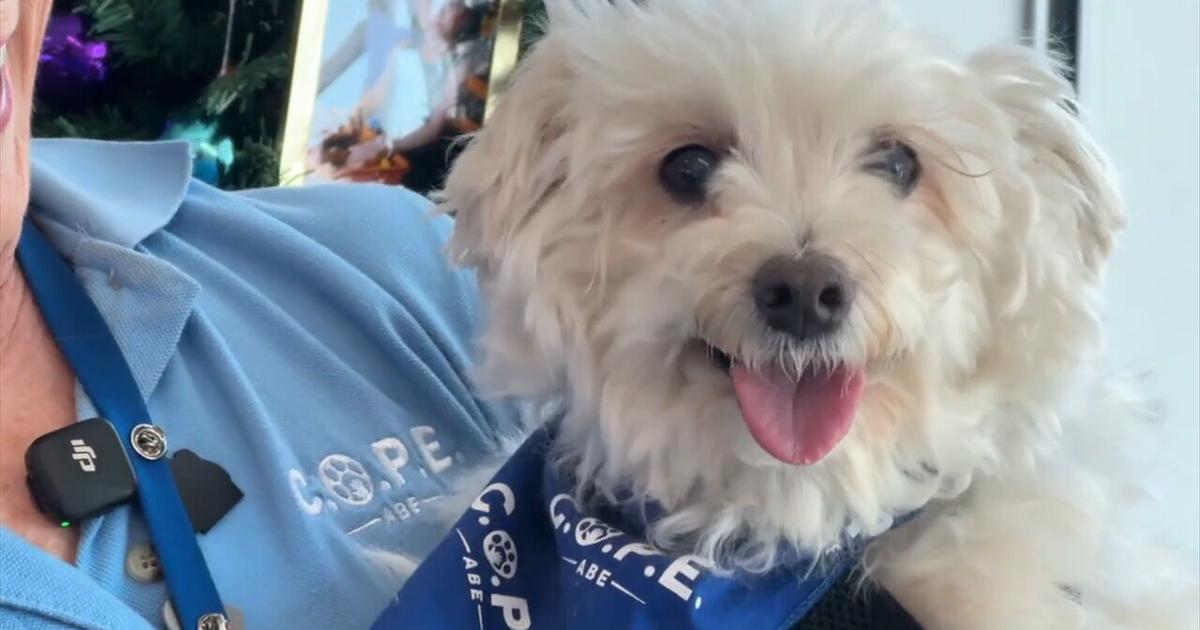 Lehigh Valley International Airport (ABE) celebrates 10 years of canine therapy with furry flight crew | Allentown Area