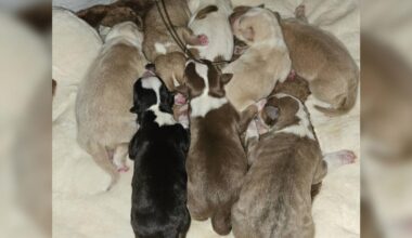 Lehigh County rescue caring for puppies found in shopping cart at Target in Philadelphia | Lehigh County