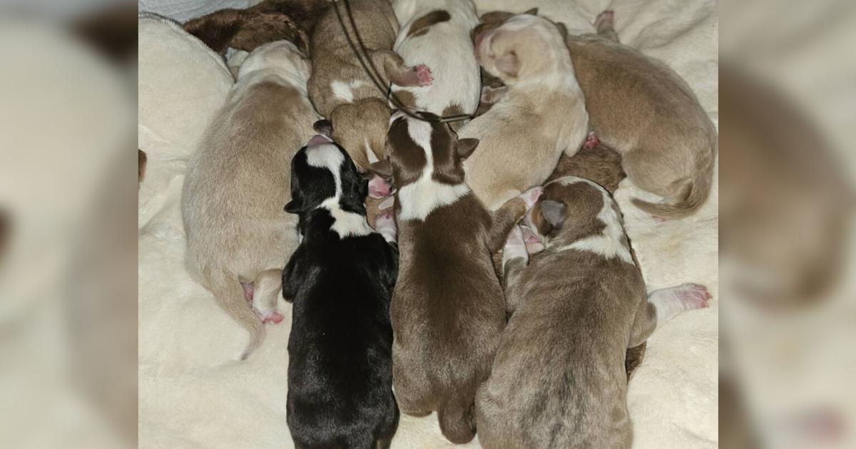 Lehigh County rescue caring for puppies found in shopping cart at Target in Philadelphia | Lehigh County