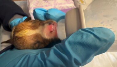 Seven newborn puppies in recovery after being abandoned outside Philadelphia Target | Regional