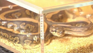 Reptile and plant event draws crowds in Lehigh Valley | Lehigh County