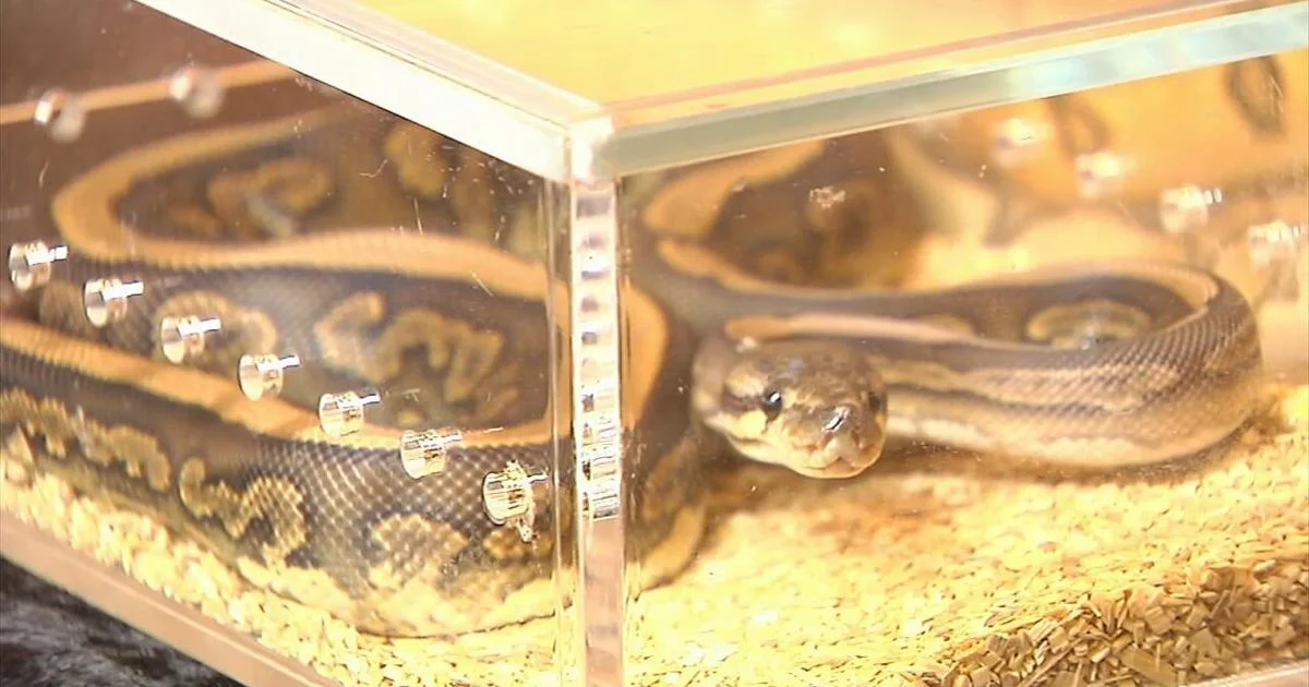 Reptile and plant event draws crowds in Lehigh Valley | Lehigh County