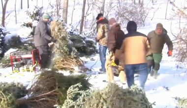 Trees for fish: Blue Marsh Lake seeks volunteers, Christmas trees for aquatic habitat | Reading Area