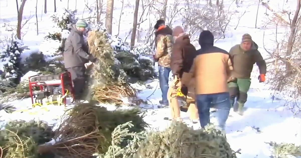 Trees for fish: Blue Marsh Lake seeks volunteers, Christmas trees for aquatic habitat | Reading Area