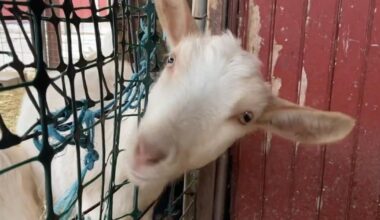 Donated Christmas trees provide a tasty treat for animals at Lehigh County farm | Lehigh Valley Regional News