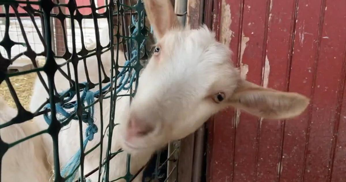 Donated Christmas trees provide a tasty treat for animals at Lehigh County farm | Lehigh Valley Regional News
