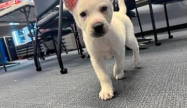 Pittsburgh woman accused of zipping puppy inside a suitcase | News