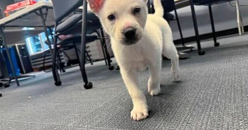 Pittsburgh woman accused of zipping puppy inside a suitcase | News