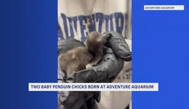 Adventure Aquarium welcomes 2 African penguin chicks