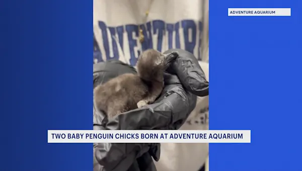 Adventure Aquarium welcomes 2 African penguin chicks