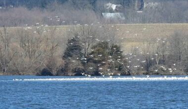 Avian flu suspected to have caused deaths of hundreds of snow geese in Northampton County