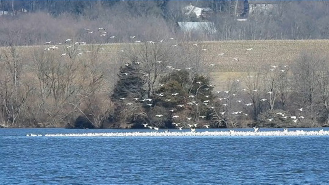 Avian flu suspected to have caused deaths of hundreds of snow geese in Northampton County