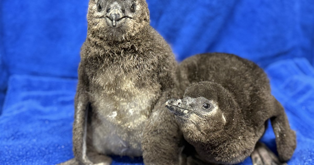 Two African penguins born at the Adventure Aquarium in Camden
