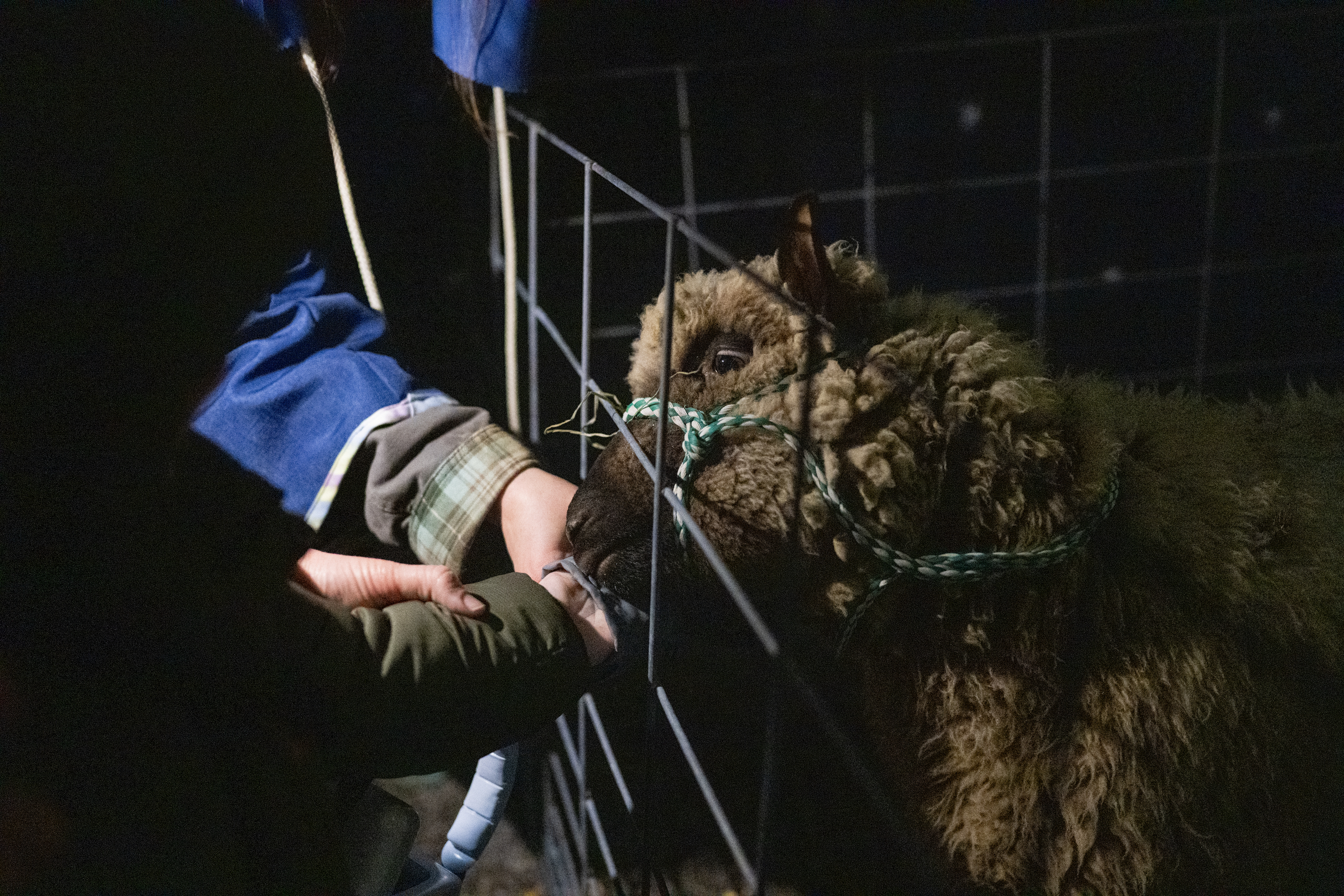 A sheep is fed during "A Night in Bethlehem" at Westminster United Methodist Church. (Thomas Walker/Freelance)