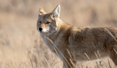 Pennsylvania Warning: "Brazen" Predator Spotted in Backyards