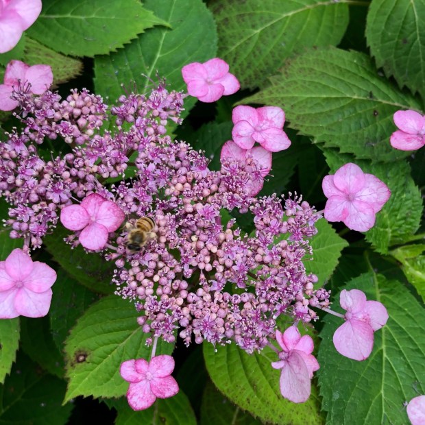 The Penn State Extension Master Gardeners of Delaware County will present a webinar program, entitled "Hydrangea Magic: Unlock the Secrets to Stunning Blooms," 10 a.m. Saturday, Jan. 10. Registration is now open. (COURTESY OF DELCO MASTER GARDENERS)