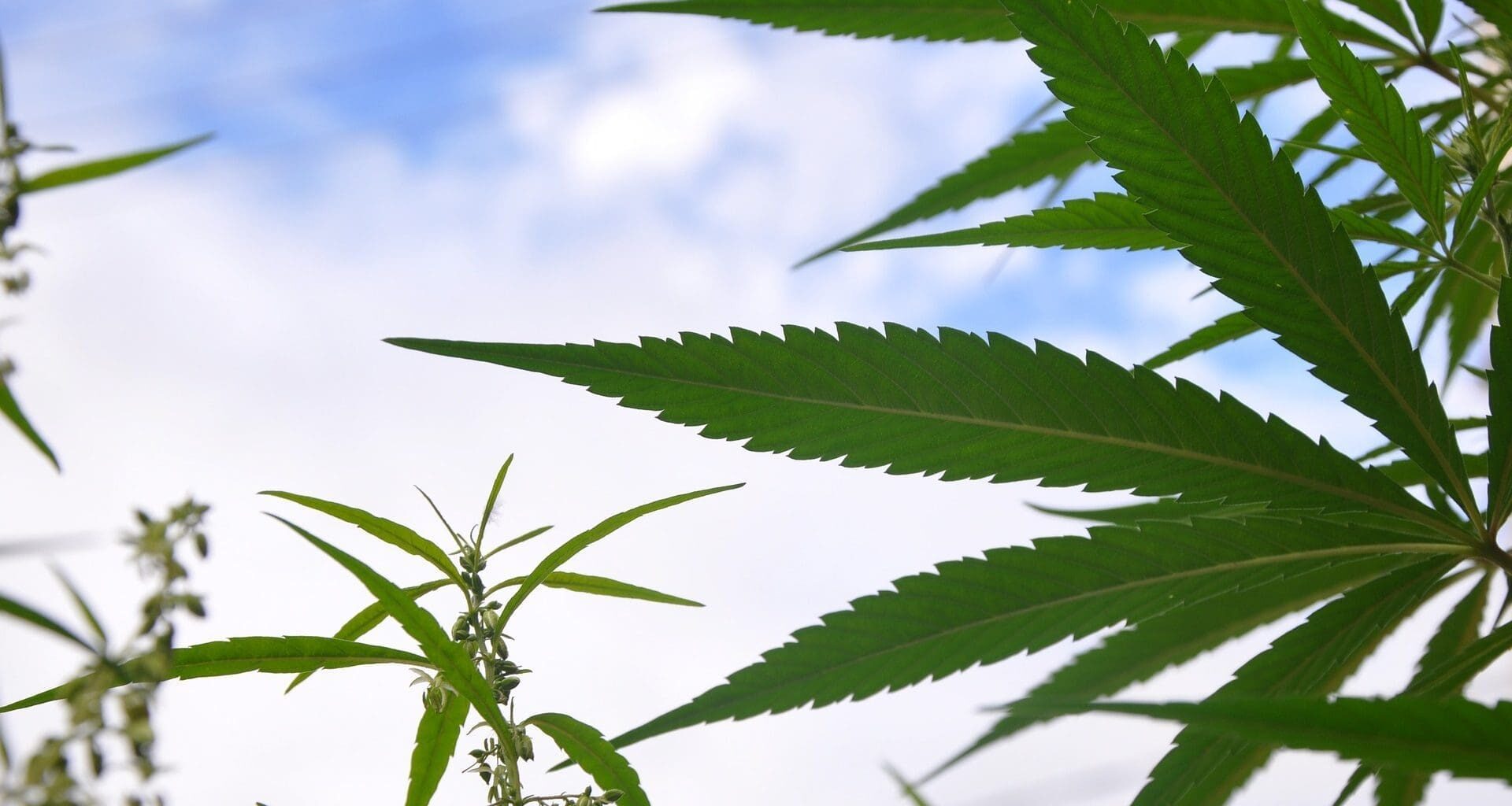 Trump's Marijuana Rescheduling Move Could Boost State Legalization Efforts, Lawmakers In Pennsylvania And Tennessee Say