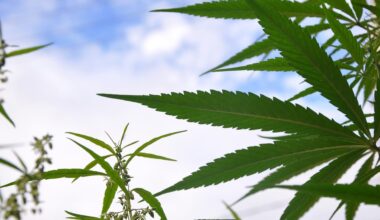 Trump's Marijuana Rescheduling Move Could Boost State Legalization Efforts, Lawmakers In Pennsylvania And Tennessee Say