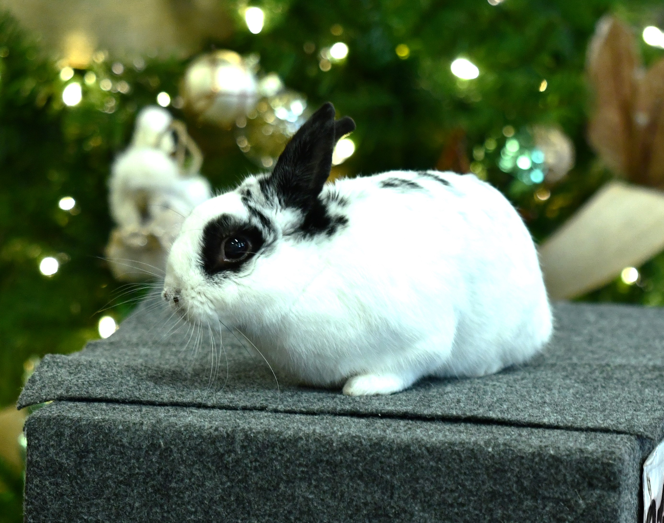 Unfortunately, Cotton doesn’t seem to appreciate the remarkable talents of...