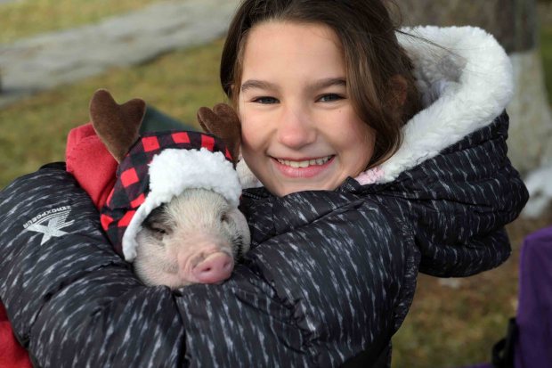 Avalyn Kistler, 10, of Kutztown holds Bently, a 6-month-old Vietnamese pot-bellied pig, during the Christmas on the Farm at the Pennsylvania German Heritage Center at Kutztown University on Saturday, dec. 6, 2025.. (BILL UHRICH/READING EAGLE)