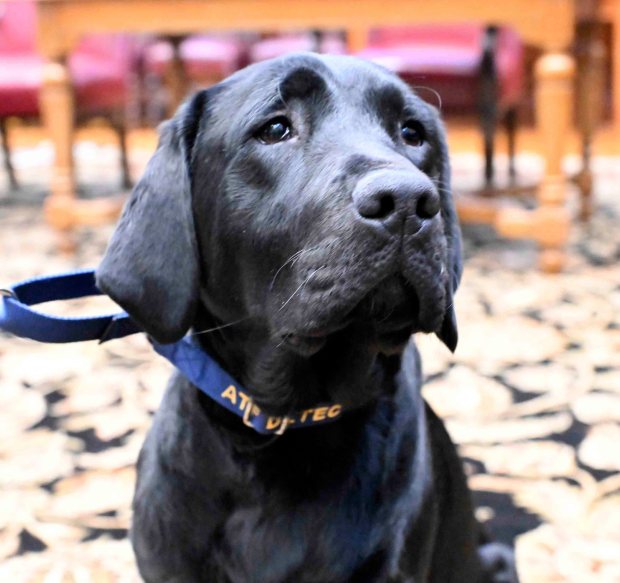 Bernadine, or Burnie, is a 15-month-old Labrador retriever that will assist the Reading Fire Department in arson investigations and fire scene examinations. (BILL UHRICH/READING EAGLE)
