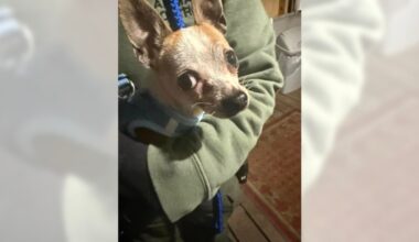 Police seek owners of Chihuahua found in dumpster
