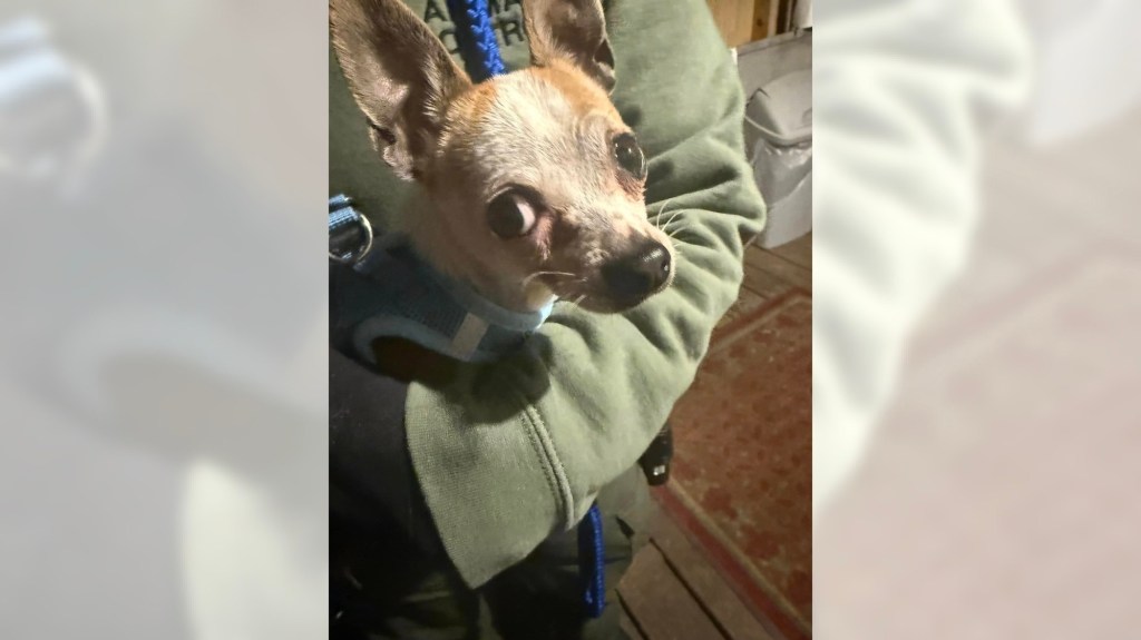 Police seek owners of Chihuahua found in dumpster