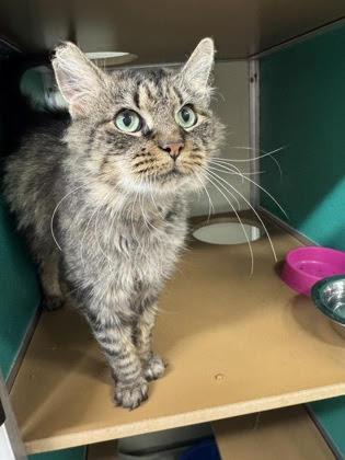 Cherry, a 2-year-old female, was left behind at a campsite....