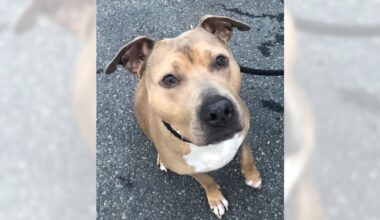 Pets of the Week sponsored by Dr. PAWS, December 14, 2025