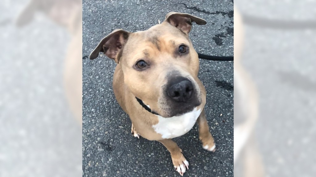 Pets of the Week sponsored by Dr. PAWS, December 14, 2025