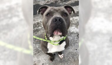 Pet of the Week, sponsored by Dr. PAWS, December 28, 2025