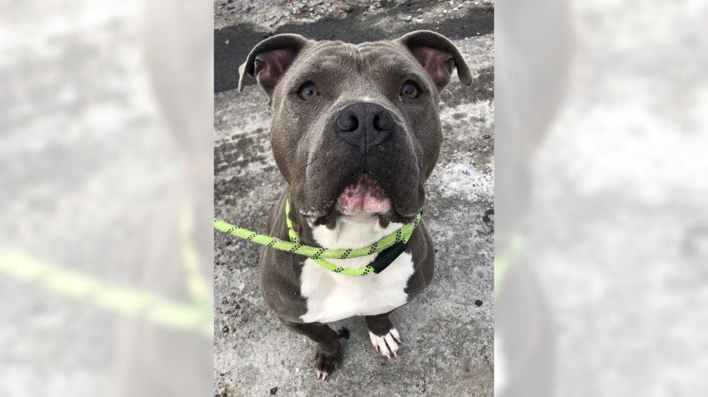 Pet of the Week, sponsored by Dr. PAWS, December 28, 2025