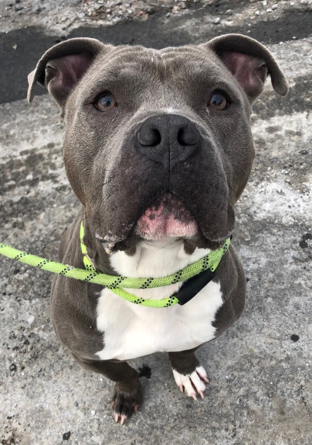 Trivlin, a 4-year-old male pit bull, enjoys being around people but must be the only pet in the house. (Courtesy of Griffin Pond Animal Shelter)
