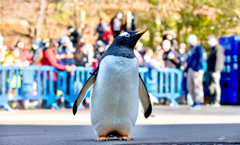 A penguins at the Pittsburgh Zoo & Aquarium