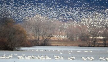 Hundreds of snow geese dead at Northampton County quarry suspected victims of bird flu, game commission says