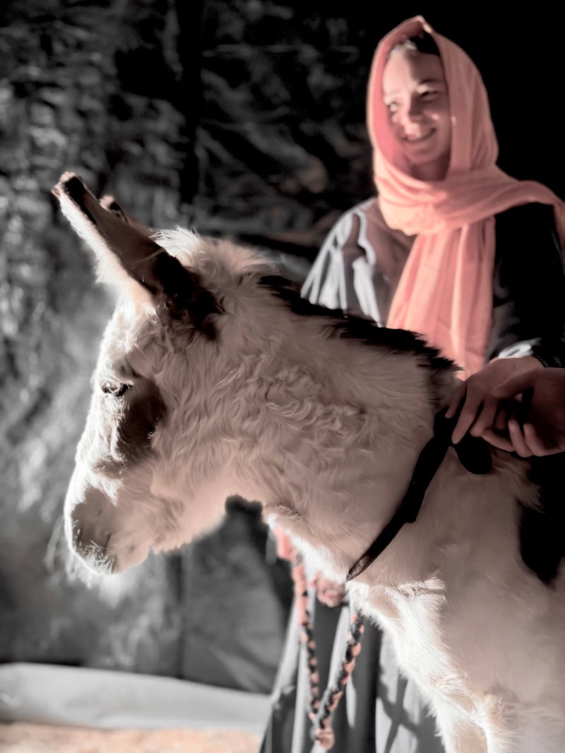 A volunteer leads a donkey in the Bethlehem Walk of Escondido, which ran Dec. 12-14, 2025, at the Escondido California Stake Center.