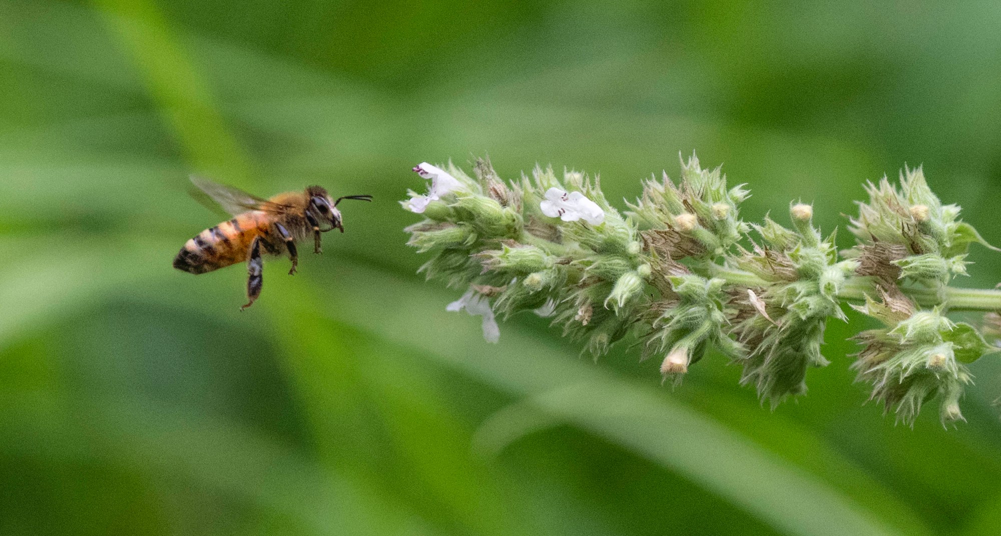 A honey bee makes a bee-line to catnip flowers to gather pollen and nectar Thursday, July 10, 2025, in Hellertown. Catnip flower is know to attract many pollinators. (Monica Cabrera/The Morning Call)