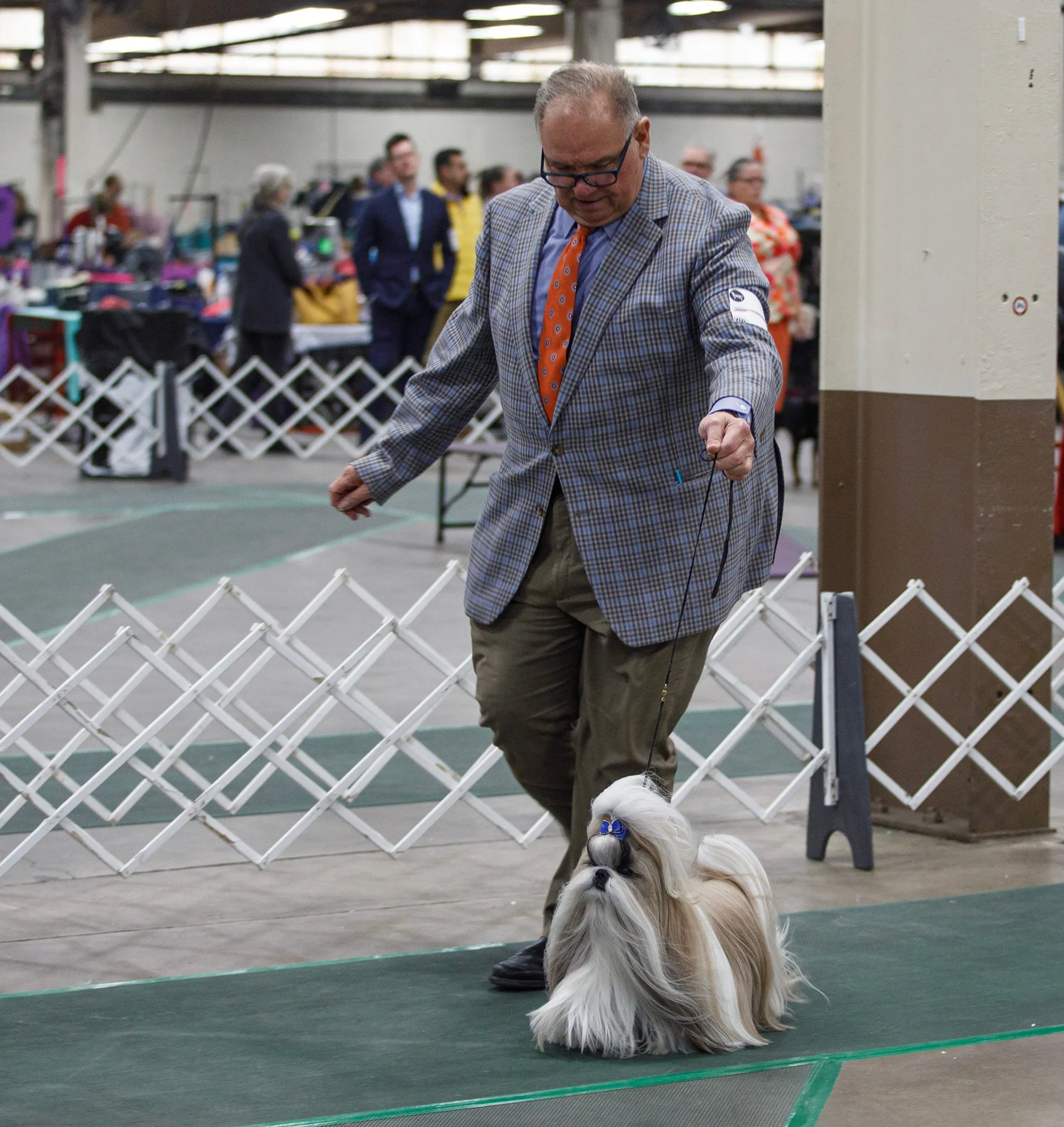 Luke Ehricht of Toledo, Ohio, shows Comet, 5, a shih tzu, during the Allentown Dog Show December 11, 2025, at the Agriplex in Allentown. (Jane Therese/Special to The Morning Call)