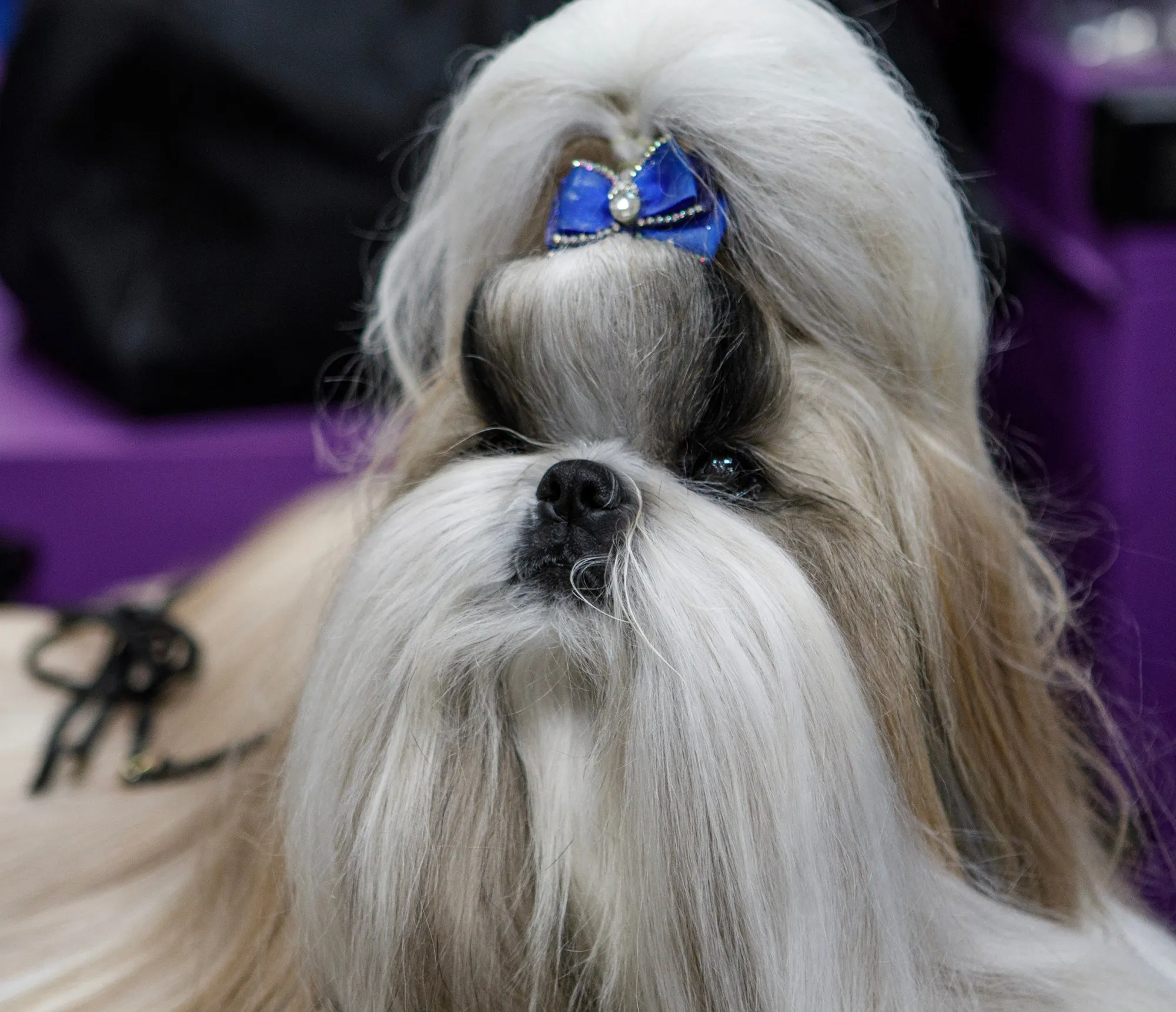 Comet, 5, a shih tzu, from Toldeo, Ohio during the Allentown Dog Show December 11, 2025, at the Agriplex in Allentown. (Jane Therese/Special to The Morning Call)