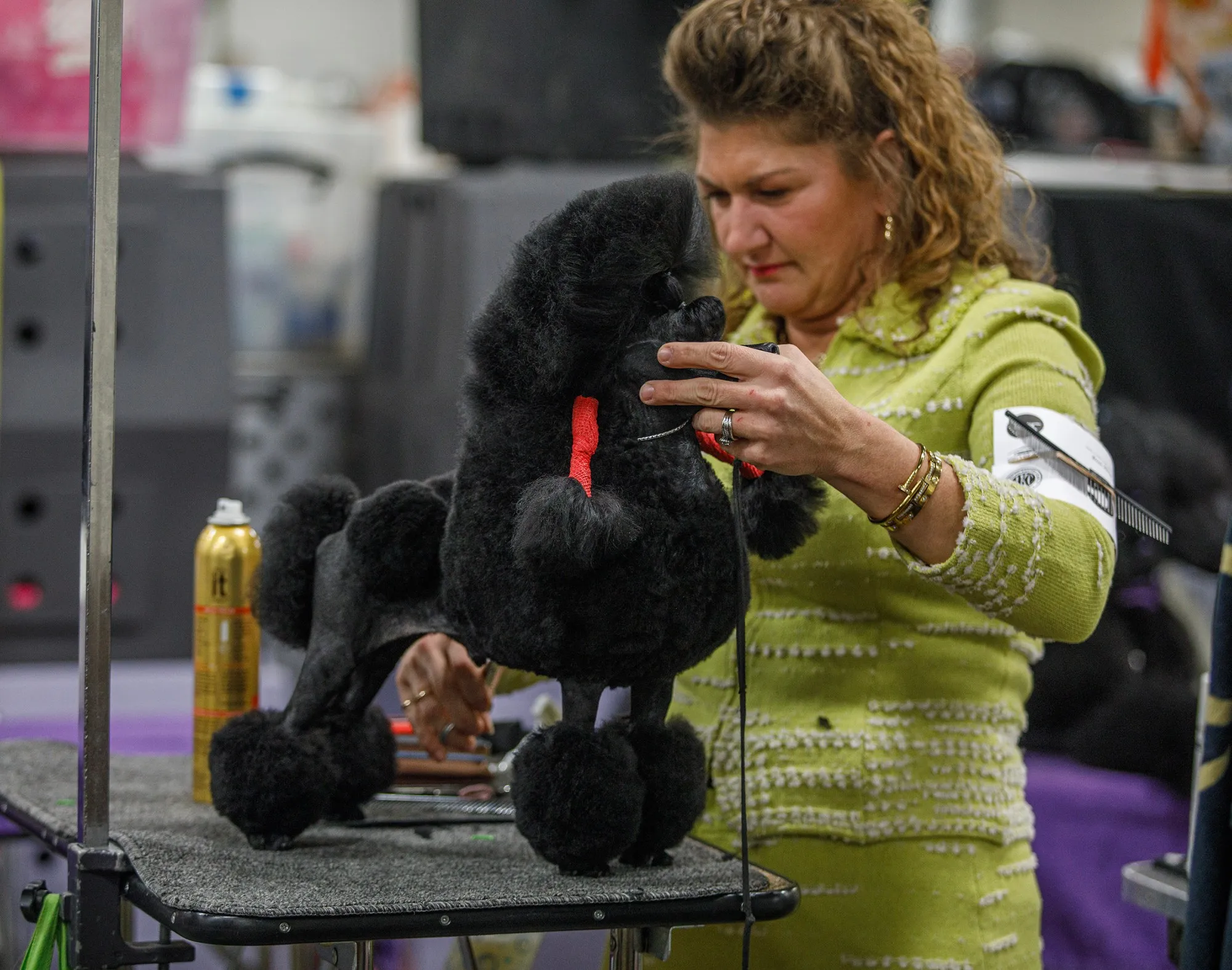 Chelsay Paul of Madison, Ohio grooms Kooper, a 16 month-old toy poodle from England during the Allentown Dog Show December 11, 2025, at the Agriplex in Allentown. (Jane Therese/Special to The Morning Call)